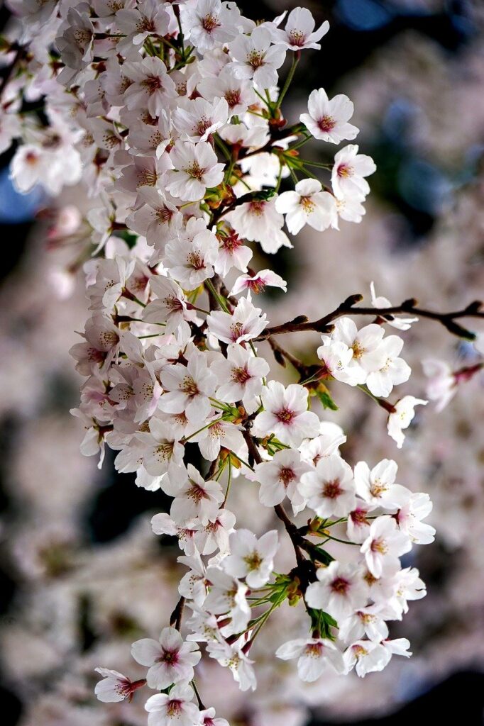 cherry blossom, flowers, spring